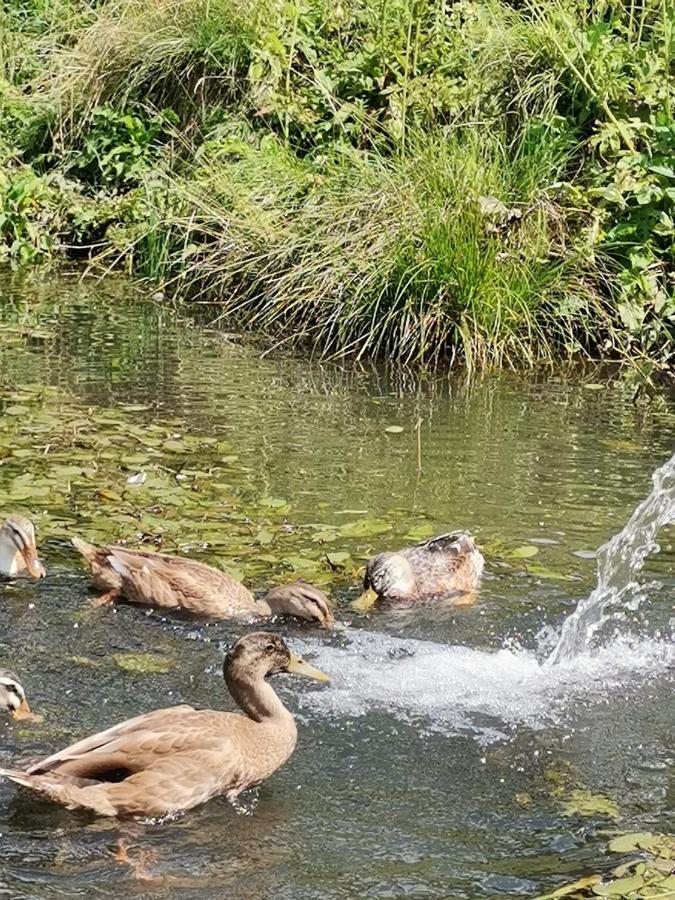 Rainerhof Daire Murau Dış mekan fotoğraf